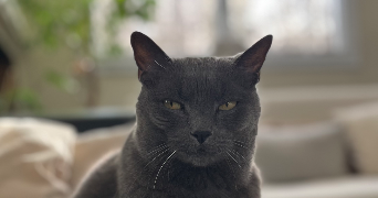 yzée pet sitter à COLOMBES 92700_0