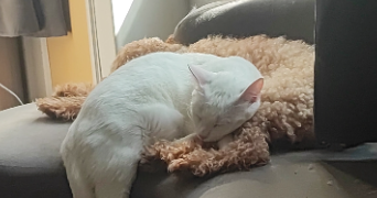 elodie pet sitter à VILLENEUVE SUR YONNE 89500_1