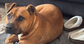 johana pet sitter à EPIEDS 27730_6