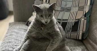 lucie pet sitter à CLAMART 92140