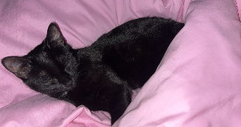 lena pet sitter à MAUREPAS 78310_2