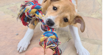 leila pet sitter à BOURGOIN JALLIEU 38300_2