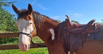 julia pet sitter à Niort 79000_15