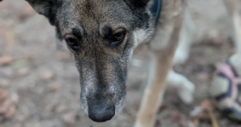 adrien pet sitter à SCHILTIGHEIM 67300_3