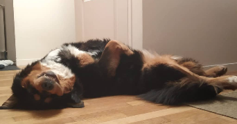 lucile pet sitter à LYON 69007_3