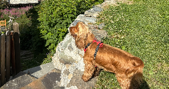 camille pet sitter à Montpellier 34090_2