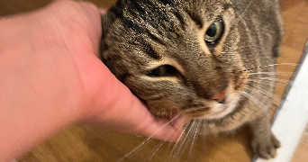 rebeca pet sitter à BAGNOLS SUR CEZE 30200_5