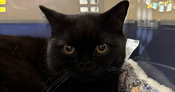margaux pet sitter à VILLEVAUDE 77410_4