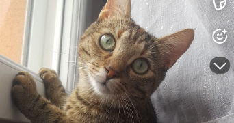 elna pet sitter à STE LUCE SUR LOIRE 44980_2