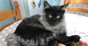 stéphanie cat sitter à MONTDIDIER 80500_5