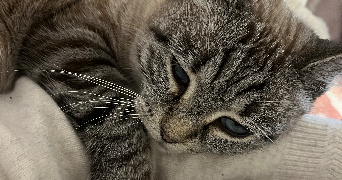 esther pet sitter à CENON 33150_2