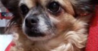 grégory pet sitter à VILLEFONTAINE 38090_3