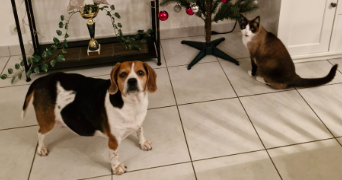 julien pet sitter à VAL D ANAST 35330_4
