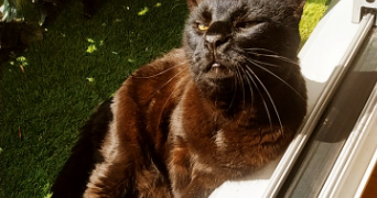 morgane pet sitter à PARIS 11 75011_2