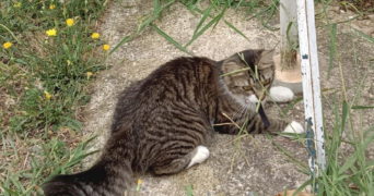 vanessa pet sitter à MILLAS 66170_3