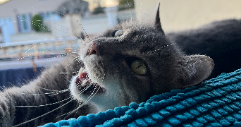 camille pet sitter à TOULON 83200_4