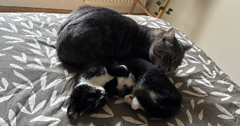 sophie pet sitter à LILLE 59800_1