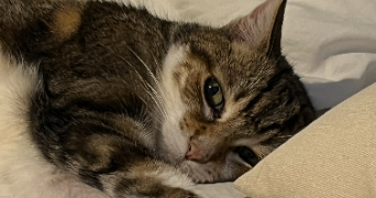 lucas pet sitter à PARIS 17 75017_2