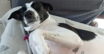 amélie pet sitter à METZ 57000_1