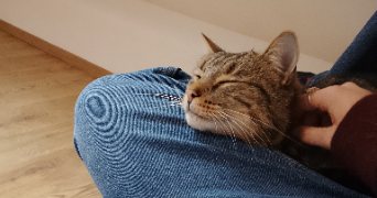 claire pet sitter à LYON 08 69008_1