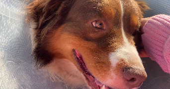 nolita pet sitter à NIORT 79000_3