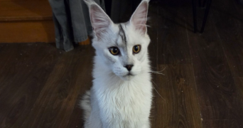 alexis pet sitter à LIFFRE 35340_4