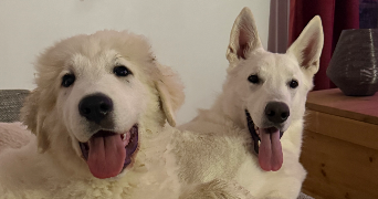 claire - elise pet sitter à VATRY 51320_2