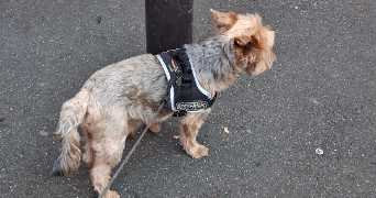 claire pet sitter à VITRY SUR SEINE 94400_7