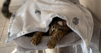 colleen pet sitter à PONT A MOUSSON 54700_2