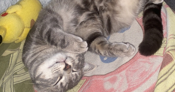 william pet sitter à MONTPELLIER 34090_2