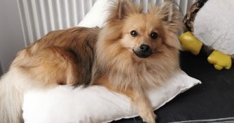 karine pet sitter à BOURG EN BRESSE 01000_1