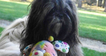anaïs pet sitter à GONESSE 95500_4