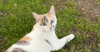 bahia pet sitter à ARGENTEUIL 95100_1