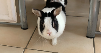 lou-anne pet sitter à MONT ST AIGNAN 76130_3