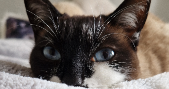 manon pet sitter à TOURS 37100_4