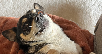 apoline pet sitter à MARBOZ 01851_2