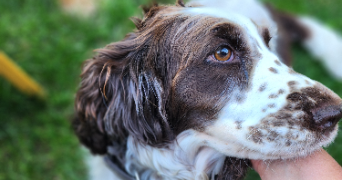 sandrine  pet sitter à GREZIEU LA VARENNE 69290_6
