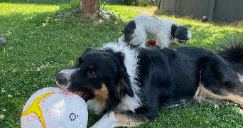 jeremy dog sitter à NOTRE DAME D OE 37390_0