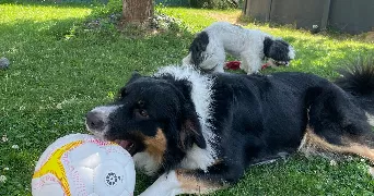 jeremy dog sitter à NOTRE DAME D OE 37390