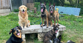 lola pet sitter à COOLE 51320_1