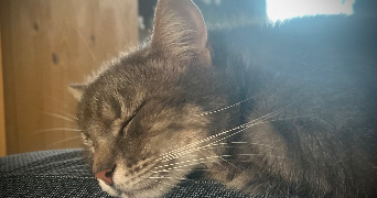 séverine pet sitter à BELLEVIGNY 85170_1