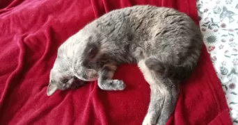 dimitri pet sitter à ST YRIEIX SUR CHARENTE 16710
