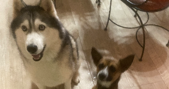 jérémy pet sitter à SANGUINET 40460_6