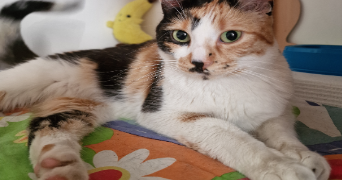 marwa pet sitter à LA CIOTAT 13600_6