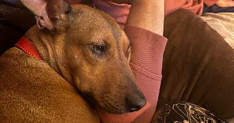 stéphanie  pet sitter à ST GERMAIN EN LAYE 78100_4