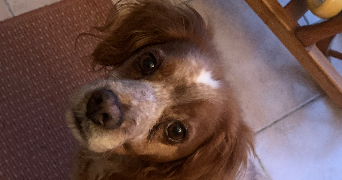 lorine pet sitter à CRETEIL 94000_2