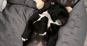 chloe pet sitter à LILLE 59000_4
