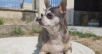 edene pet sitter à ST MARTIN SUR NOHAIN 58150_3