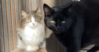 marine pet sitter à ANGERS 49100_2