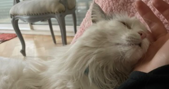 adele pet sitter à PARIS 06 75006_3